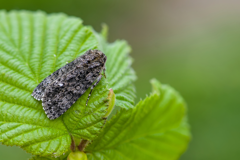 Acronicta rumicis - sóska-szigonyosbagoly