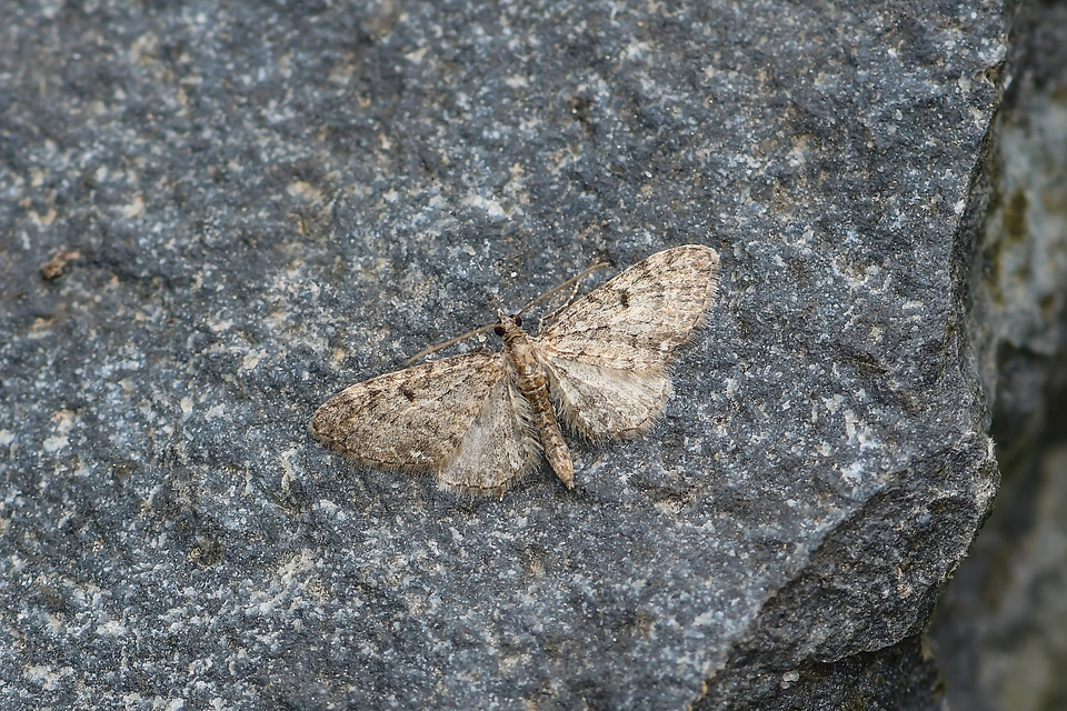 Eupithecia virgaureata - aranyvessző-törpearaszoló