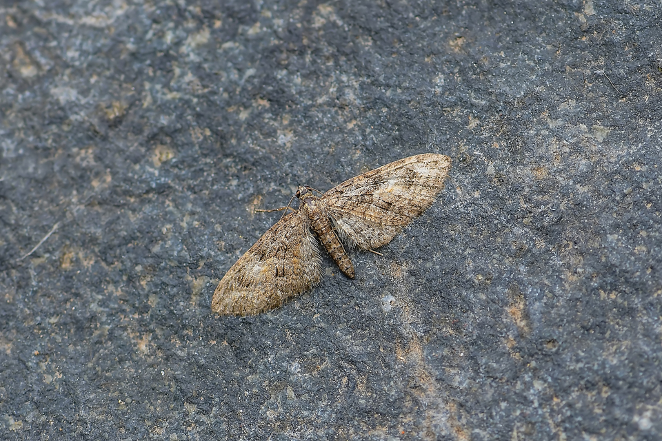 Eupithecia abbreviata - korai törpearaszoló