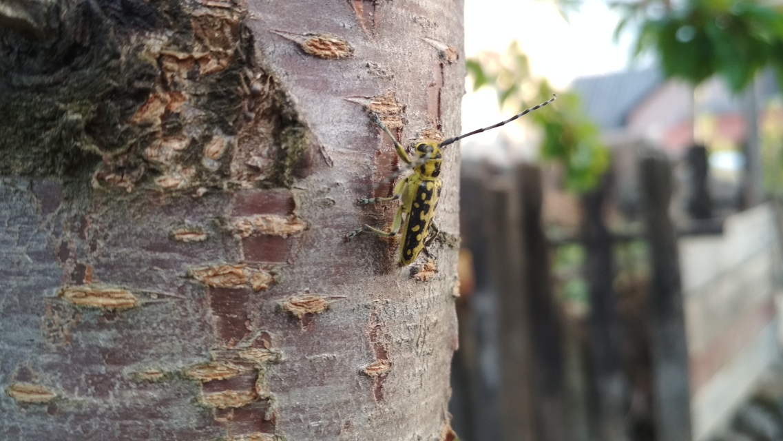 Saperda scalaris - létracincér