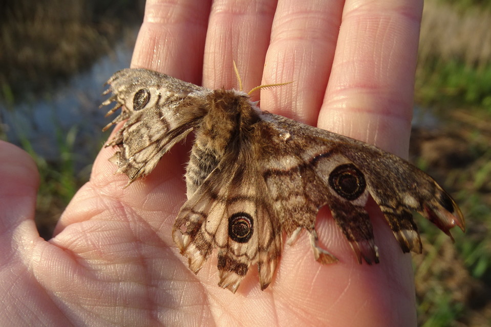 Saturnia pavoniella/pavonia