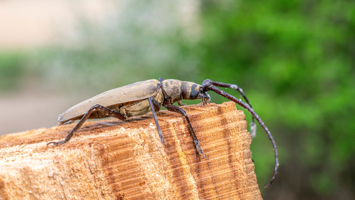 Aegosoma scabricorne - diófacincér