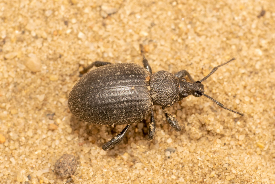 Otiorhynchus catenulatus - gyászos gyalogormányos
