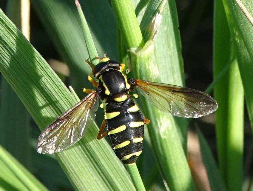 Xanthogramma citrofasciatum - korai oldalsávoslégy