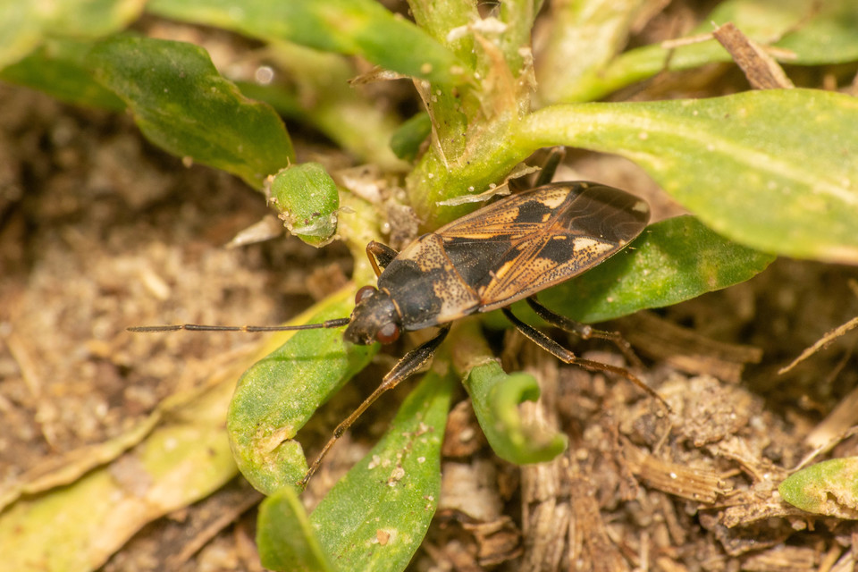 Rhyparochromus vulgaris - közönséges díszesbodobács