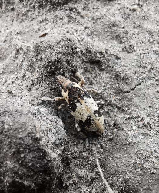 Bothynoderes affinis - sávos barkó