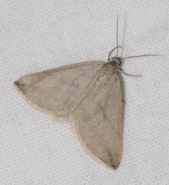 Lithostege griseata - szürke araszoló