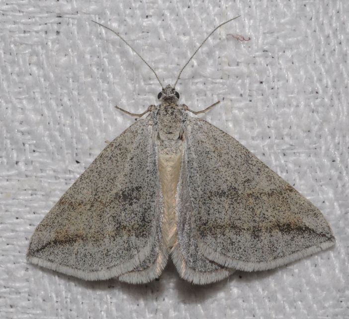 Lithostege griseata - szürke araszoló
