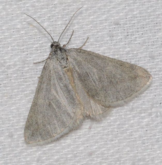 Lithostege griseata - szürke araszoló