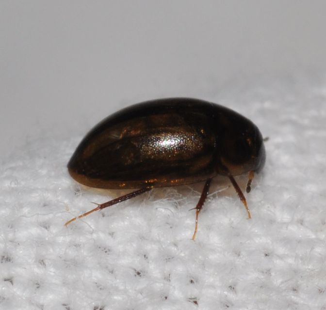 Enochrus
