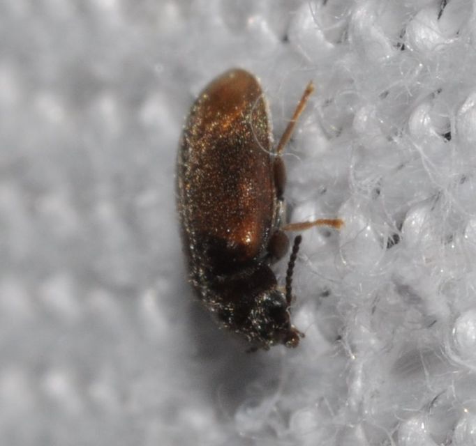 Scirtidae - rétbogárfélék