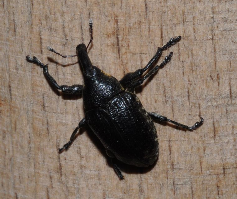 Larinus sturnus - aszat-púderbarkó