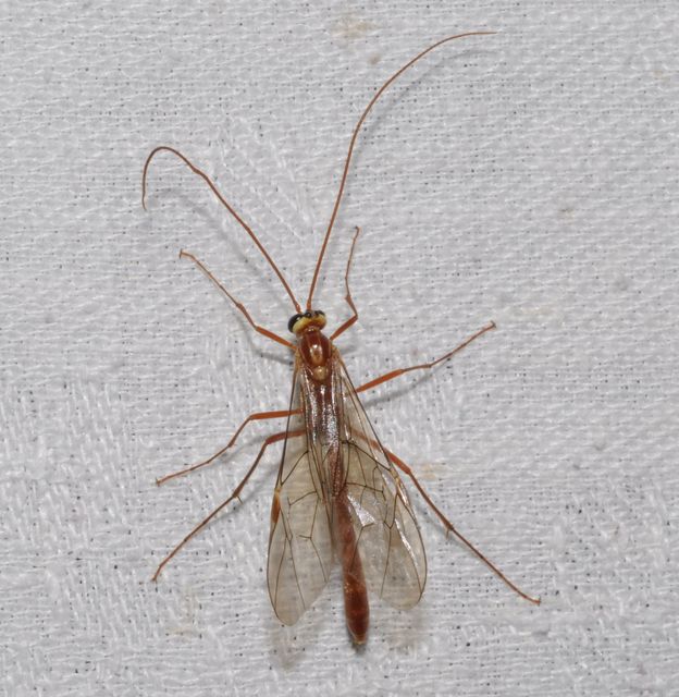 Ophion obscuratus