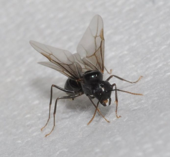 Camponotus fallax - ligeti lóhangya