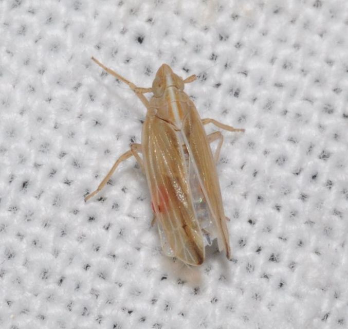 Stenocranus