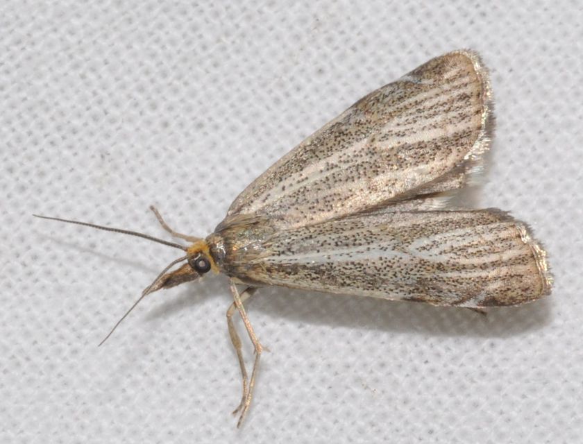 Thisanotia chrysonuchella - tavaszi fűgyökérmoly