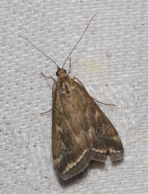 Loxostege sticticalis - muszkamoly