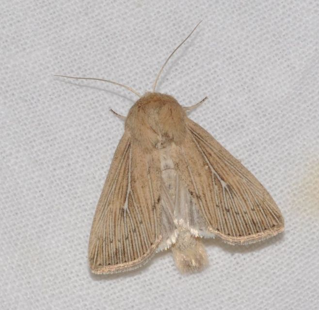 Leucania obsoleta - pontozott rétibagoly
