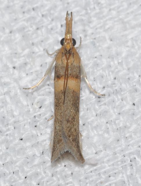 Etiella zinckenella - akácmoly