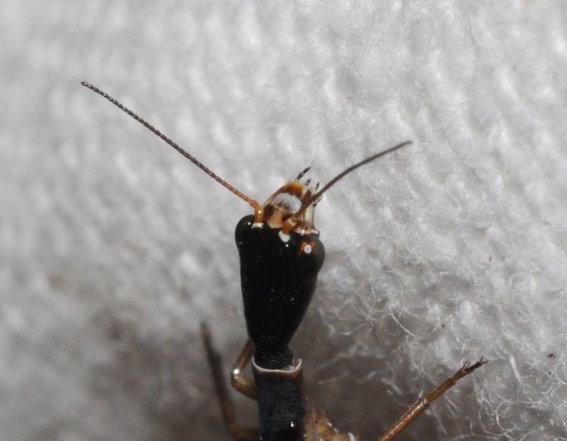 Raphidioptera - Tevenyakú-fátyolkák