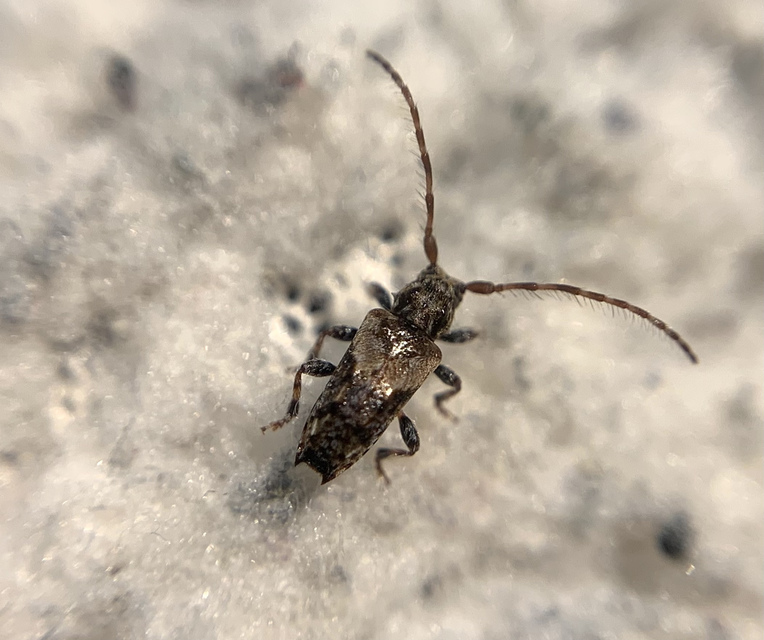 Pogonocherus hispidus - kéttövises ecsetcincér