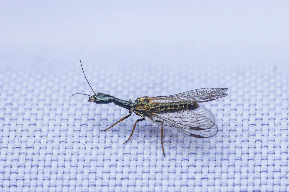 Raphidioptera - Tevenyakú-fátyolkák