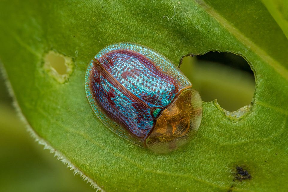 Cassida azurea - ezüstfényű pajzsbogár Cassida azurea - ezüstfényű pajzsbogár
