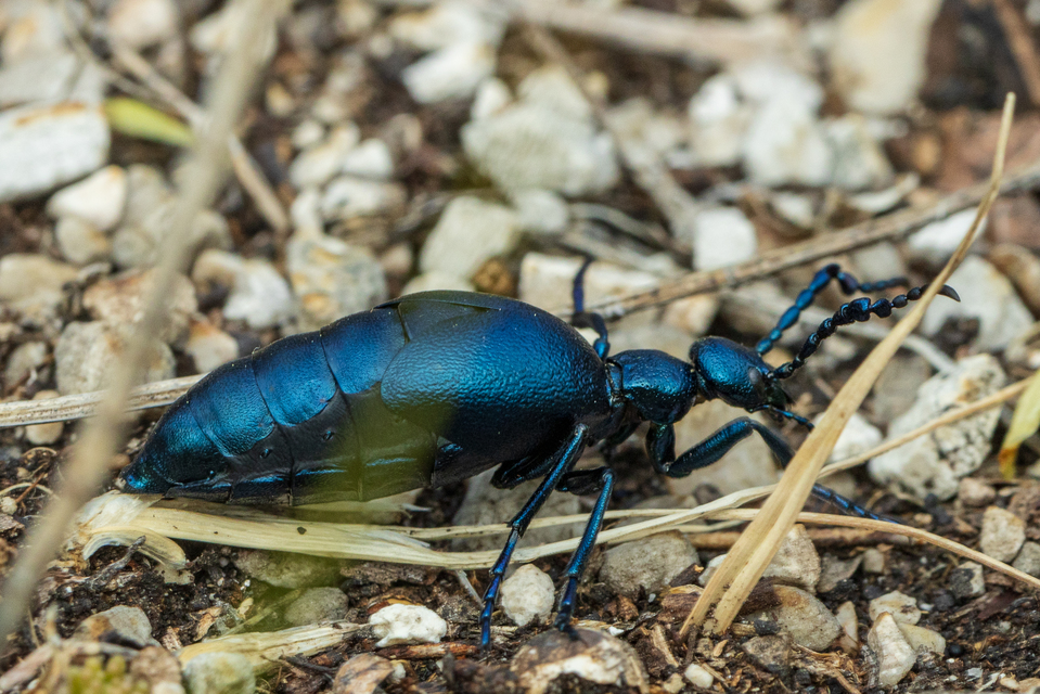 Meloe violaceus - kék nünüke