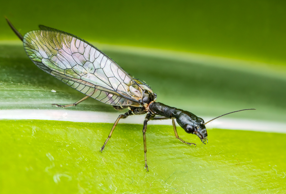 Raphidioptera - Tevenyakú-fátyolkák