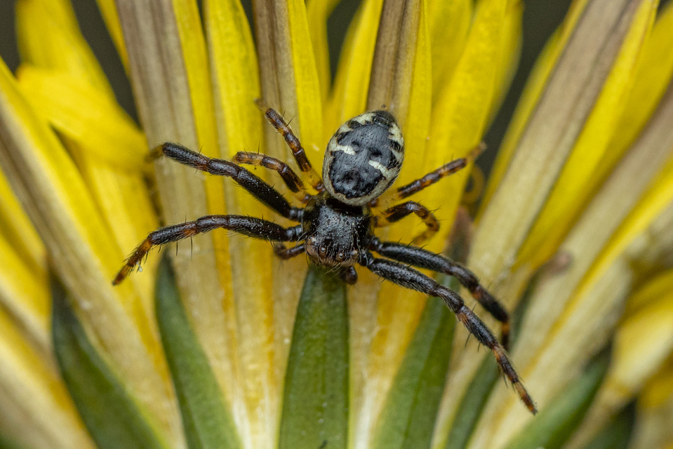 Synema globosum - fekete-sárga karolópók