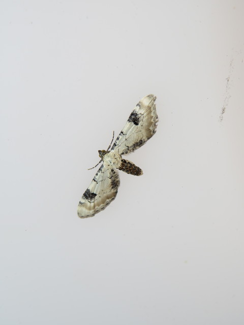 Eupithecia centaureata - búzavirág-törpearaszoló