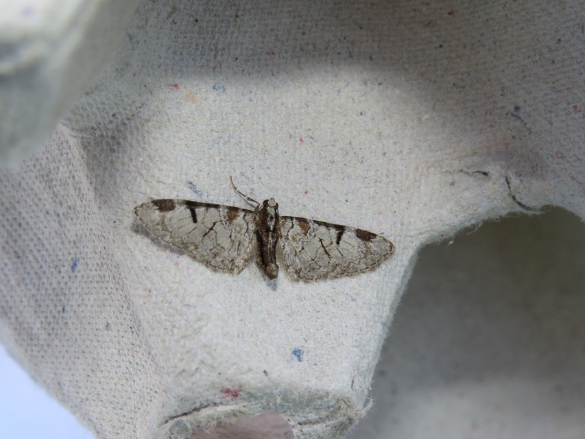 Eupithecia insigniata - hálózatos törpearaszoló