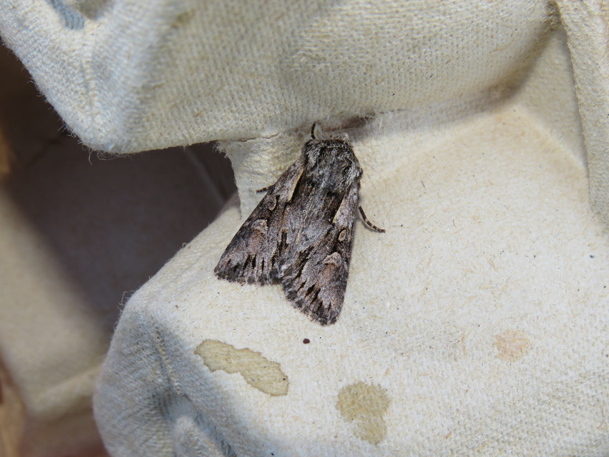 Chloantha hyperici - orbáncfű-sugarasbagoly