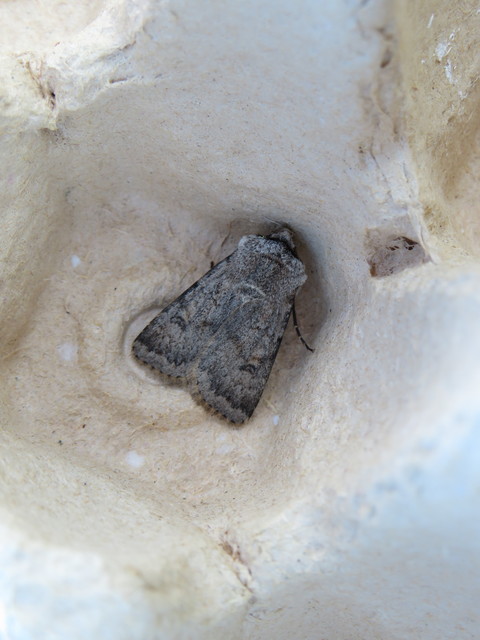 Agrotis cinerea - szürkés földibagoly