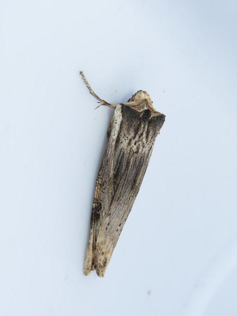 Xylena exsoleta - szürke fabagoly