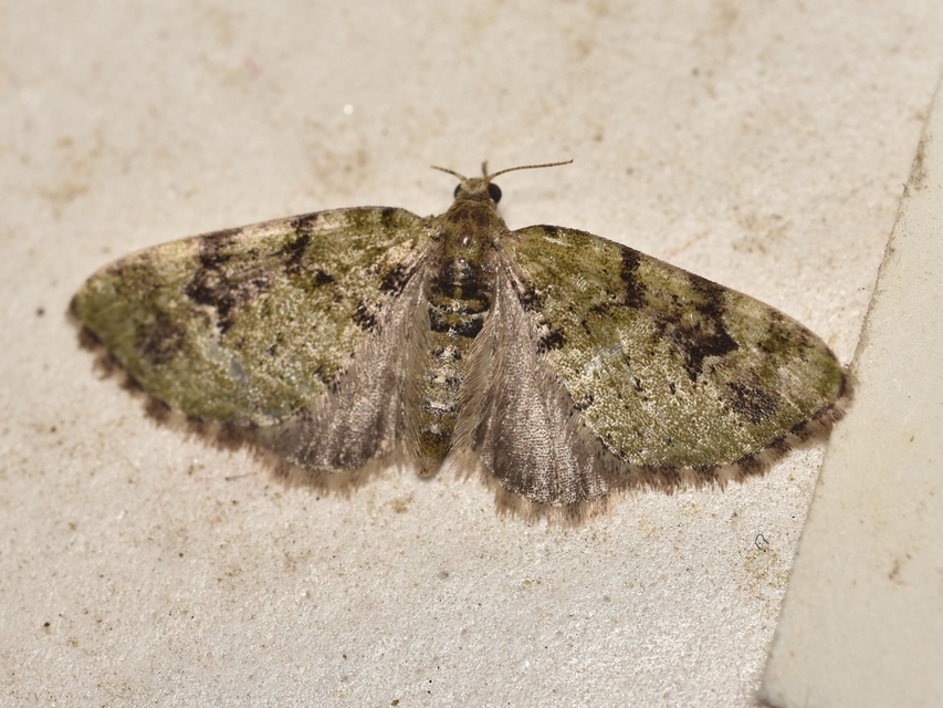 Chloroclystis v-ata - zöldes törpearaszoló