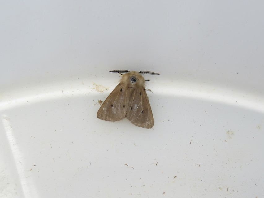 Diaphora mendica - felemás medvelepke