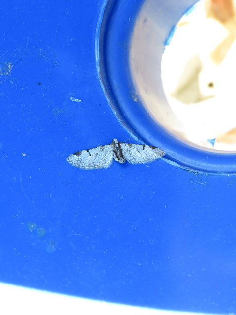 Eupithecia insigniata - hálózatos törpearaszoló