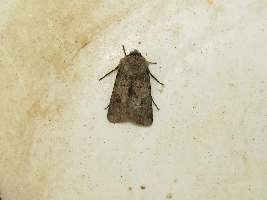 Agrotis cinerea - szürkés földibagoly