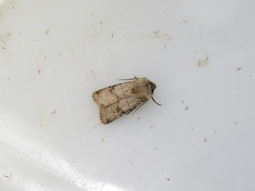 Agrotis cinerea - szürkés földibagoly
