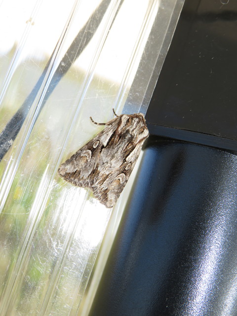 Chloantha hyperici - orbáncfű-sugarasbagoly