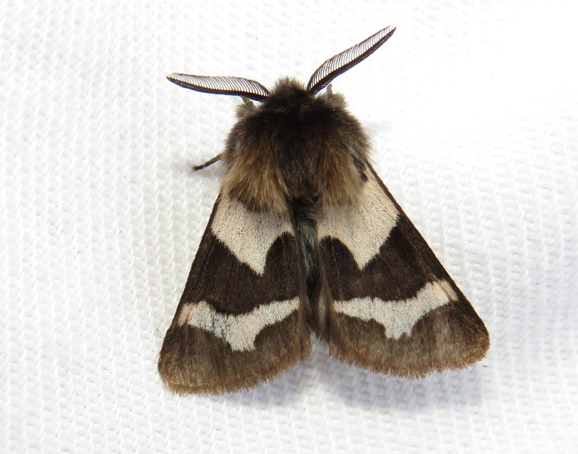 Watsonarctia deserta - tarka medvelepke