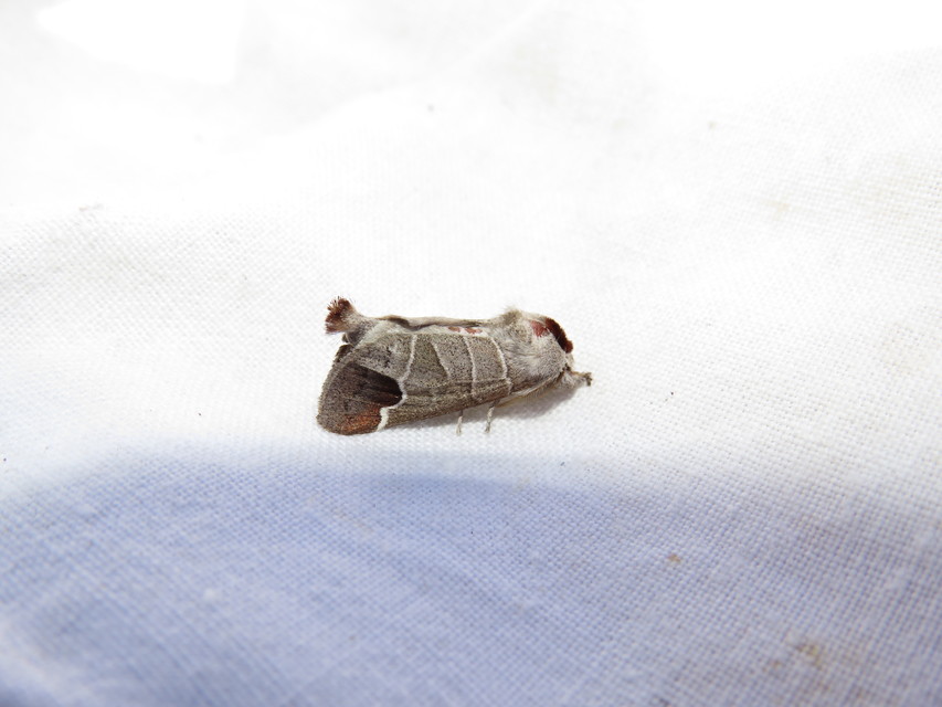 Clostera curtula - rövidszárnyú levélszövő