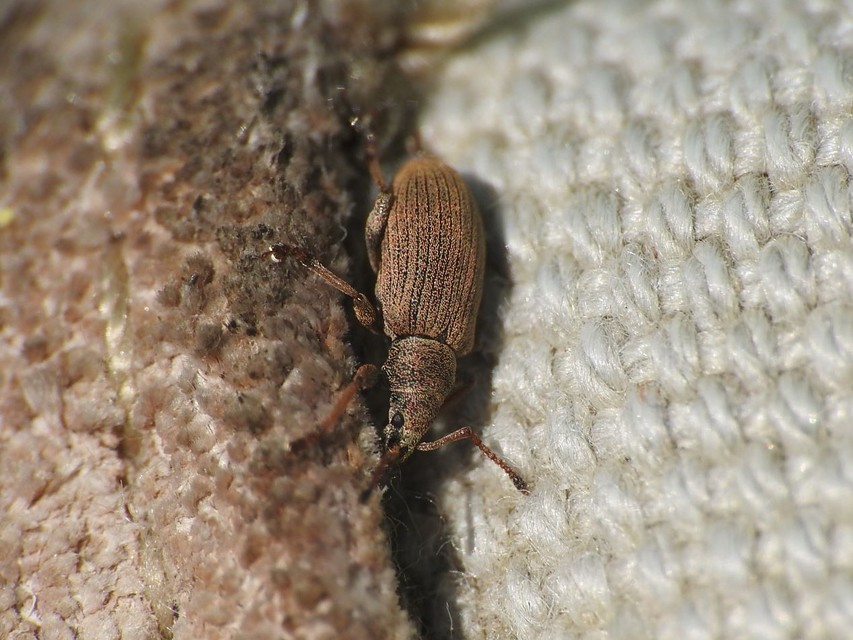 Phyllobius pallidus - tölgy-levélormányos