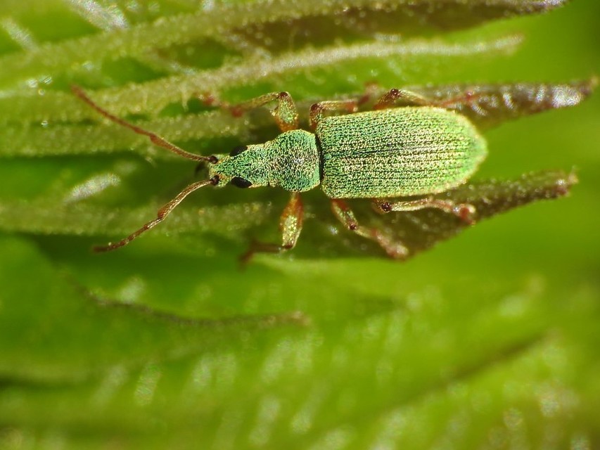 Phyllobius maculicornis - galagonya-levélormányos