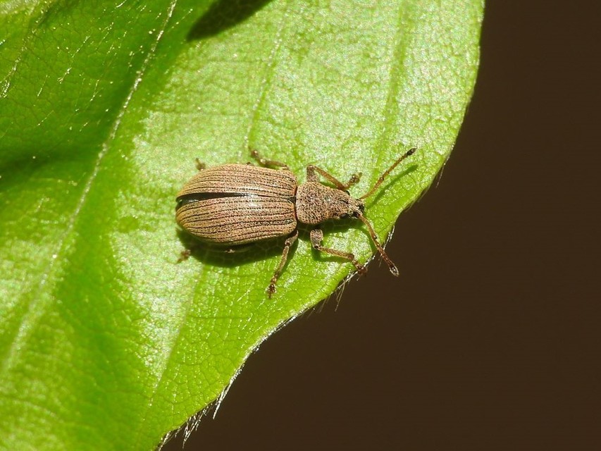 Phyllobius pallidus - tölgy-levélormányos