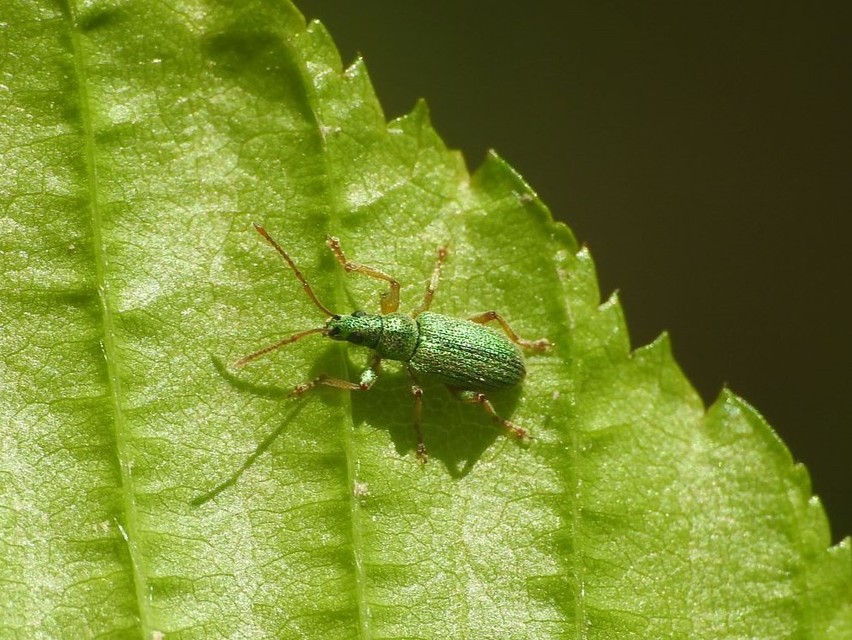 Phyllobius argentatus - ezüstös levélormányos