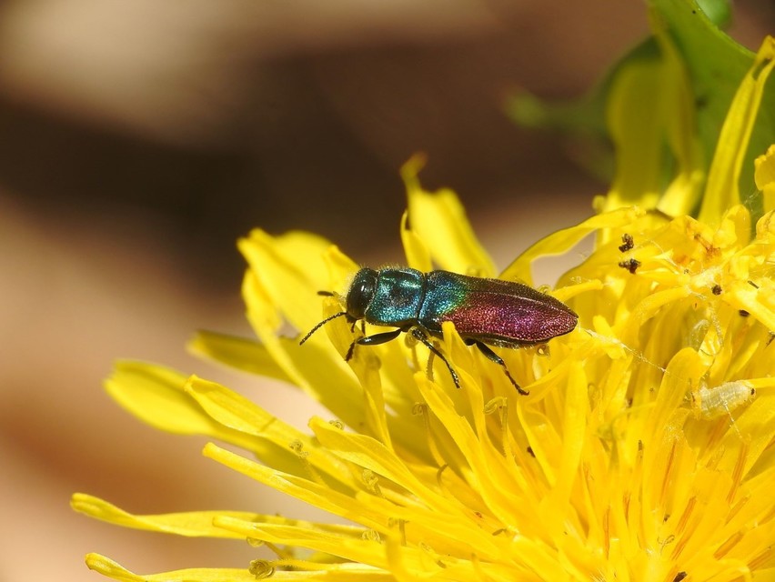 Anthaxia salicis - bíboros virágdíszbogár