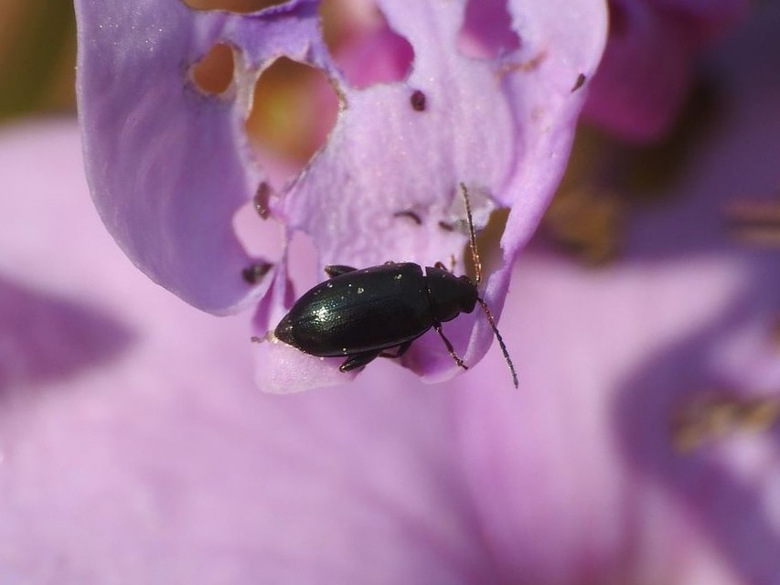 Phyllotreta