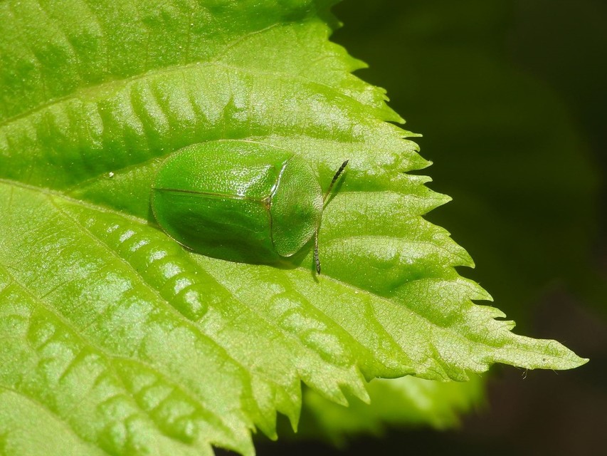 Cassida viridis - zöld pajzsbogár Cassida viridis - zöld pajzsbogár